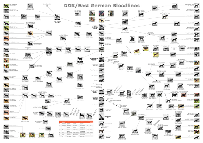 East German Size Chart