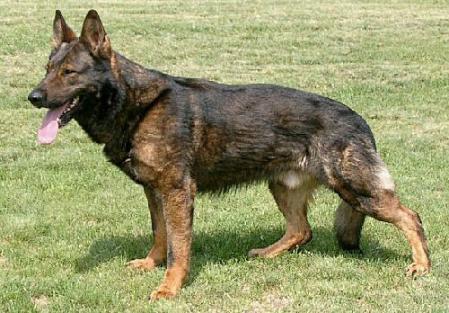 german shepherd czech lines for sale