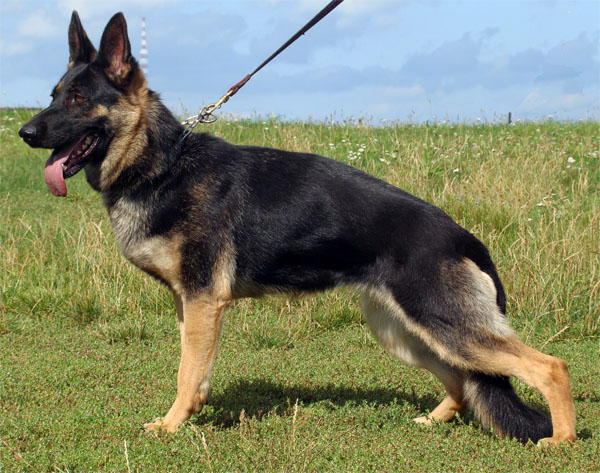 average price for german shepherd puppies protection dogs low cost family protection guard dogs german shepherd breeds picture average price for german shepherd puppies protection dogs low cost family protection guard dogs german shepherd breeds picture