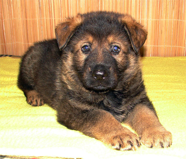 Czech German Shepherd Puppies For Sale Alpine K9