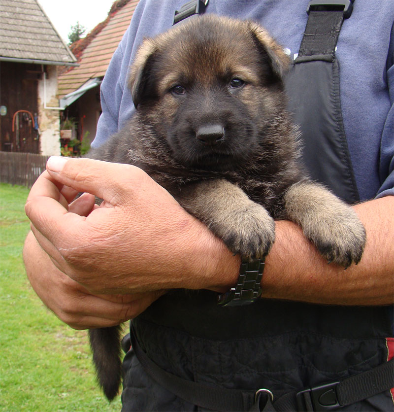 Original image from the archived SHARON Favory Cross x Kess z Ivanciny zahrady litter record