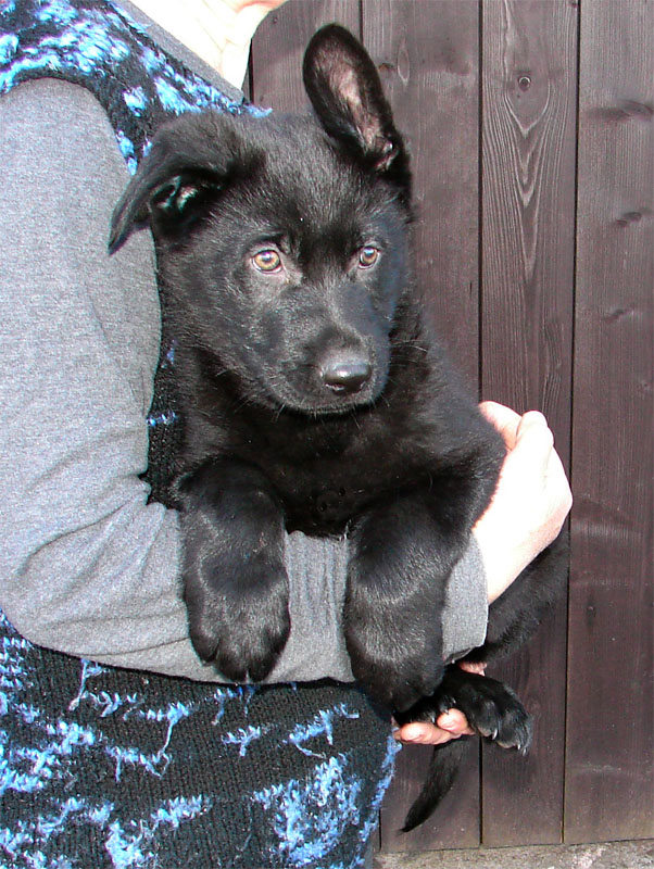 Original image from the archived German Shepherd Puppies - Zen z Jirkova dvora x USSY OD ROUBENKY record