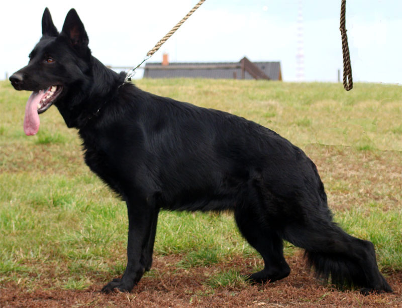 Original image from the archived German Shepherd Puppies -Pardal z Jirkova dvora x CITA z Valskeho udoli record