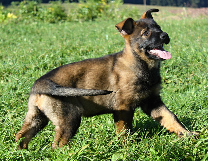 Original image from the archived Kery Kamos Durabo x ORKA od Roubenky litter record
