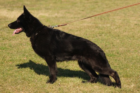 Original image from the archived BADY ze Svobodneho dvora x Kaja Jipo Me litter record