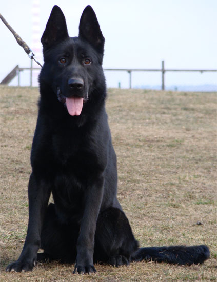 Original image from the archived call name ARTHUR record