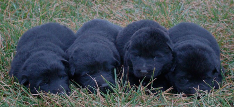 Original image from the archived Kery Kamos Durabo x HANACH Jipo Me litter record