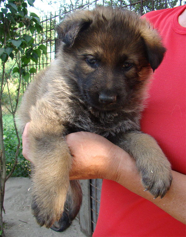 Original image from the archived CARLY Policia Slovakia x Lika z Jirkova dvora litter record