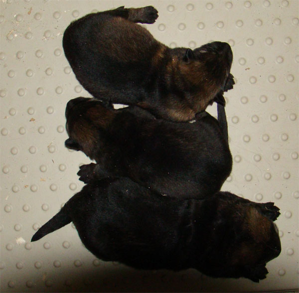 Original image from the archived OX z Jirkova dvora x MASA Jipo-Me litter record