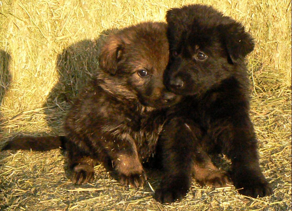 Original image from the archived German Shepherd Puppies - Kery Kamos Durabo x NISSA z Jirkova dvora record