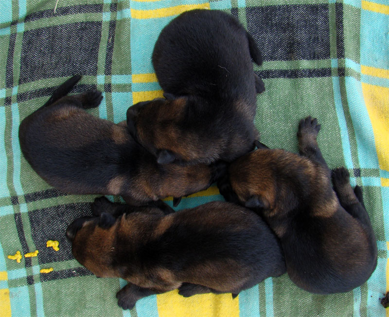 Original image from the archived Kery Kamos Durabo x MASA Jipo Me litter record