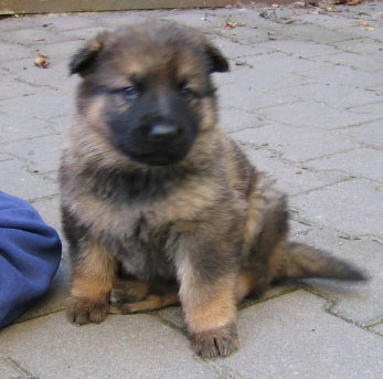 Original image from the archived Zen z Jirkova dvora x Cindy z Jirkova dvora litter record