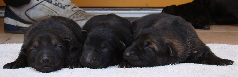 Original image from the archived SHARON Favory Cross x Manka z Jirkova dvora litter record