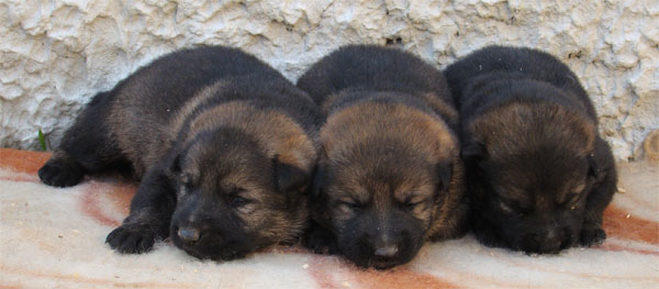 Original image from the archived CARLY Policia Slovakia x FIBI Policia Slovakia litter record
