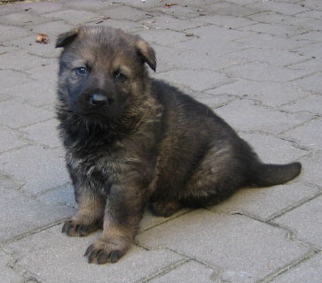 Original image from the archived Zen z Jirkova dvora x Cindy z Jirkova dvora litter record