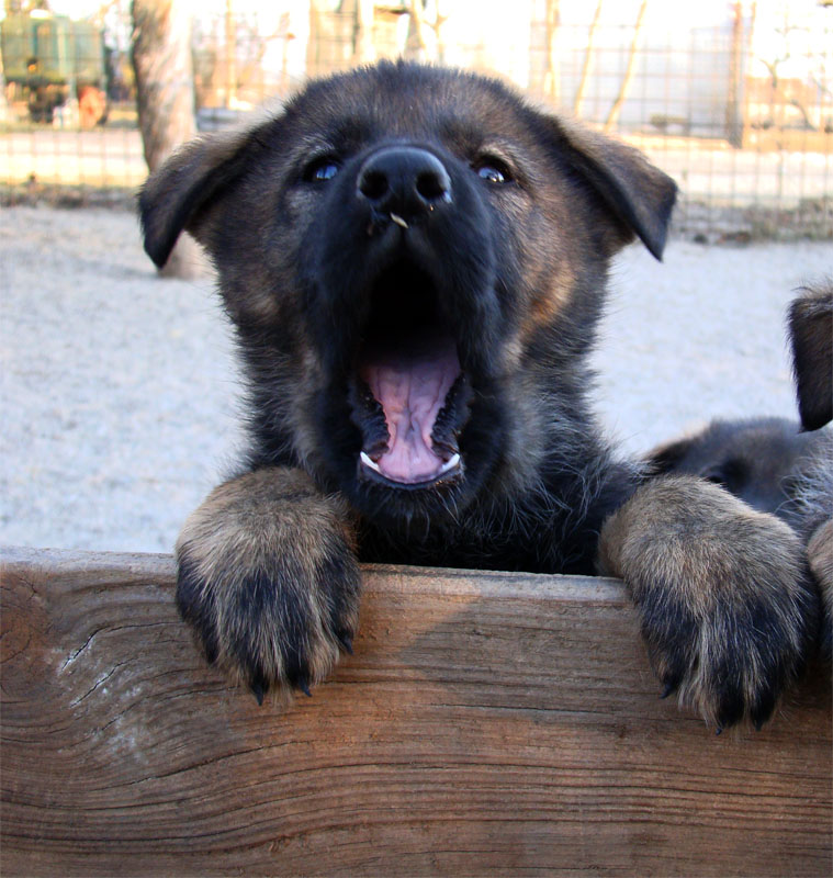 Original image from the archived German Shepherd Puppies - Kery Kamos Durabo x GINA Jipo Me record