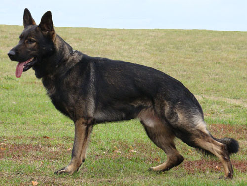 Original image from the archived BADY ze Svobodneho dvora x Kaja Jipo Me litter record
