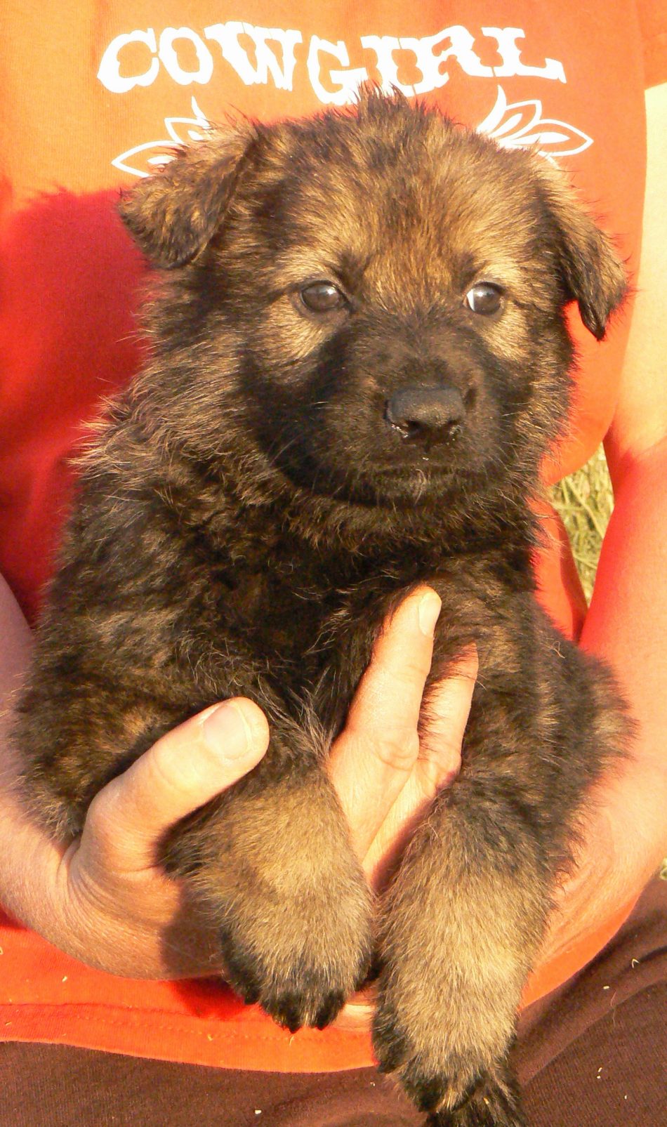 Original image from the archived German Shepherd Puppies - Kery Kamos Durabo x NISSA z Jirkova dvora record