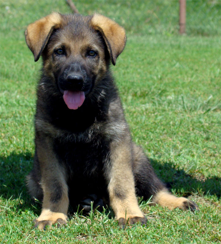 Original image from the archived German Shepherd Puppies - IRWIN z Herodesova domu record