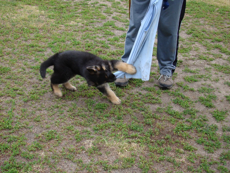 Original image from the archived German Shepherd Puppies - LARRY Di Dranel record