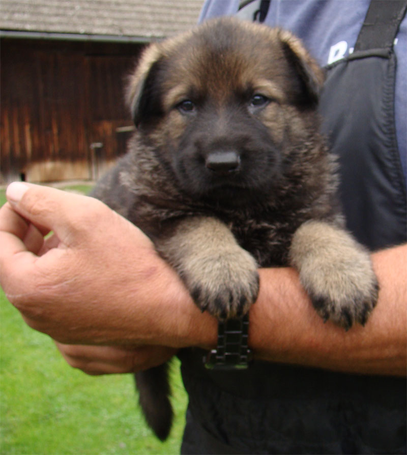 Original image from the archived SHARON Favory Cross x Kess z Ivanciny zahrady litter record