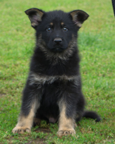 Original image from the archived BADY ze Svobodneho dvora x Keisa z Morisvillu litter record