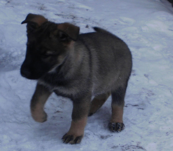 Original image from the archived Bady ze Svobodneho dvora x MATYLDA od Hradu Lipky litter record