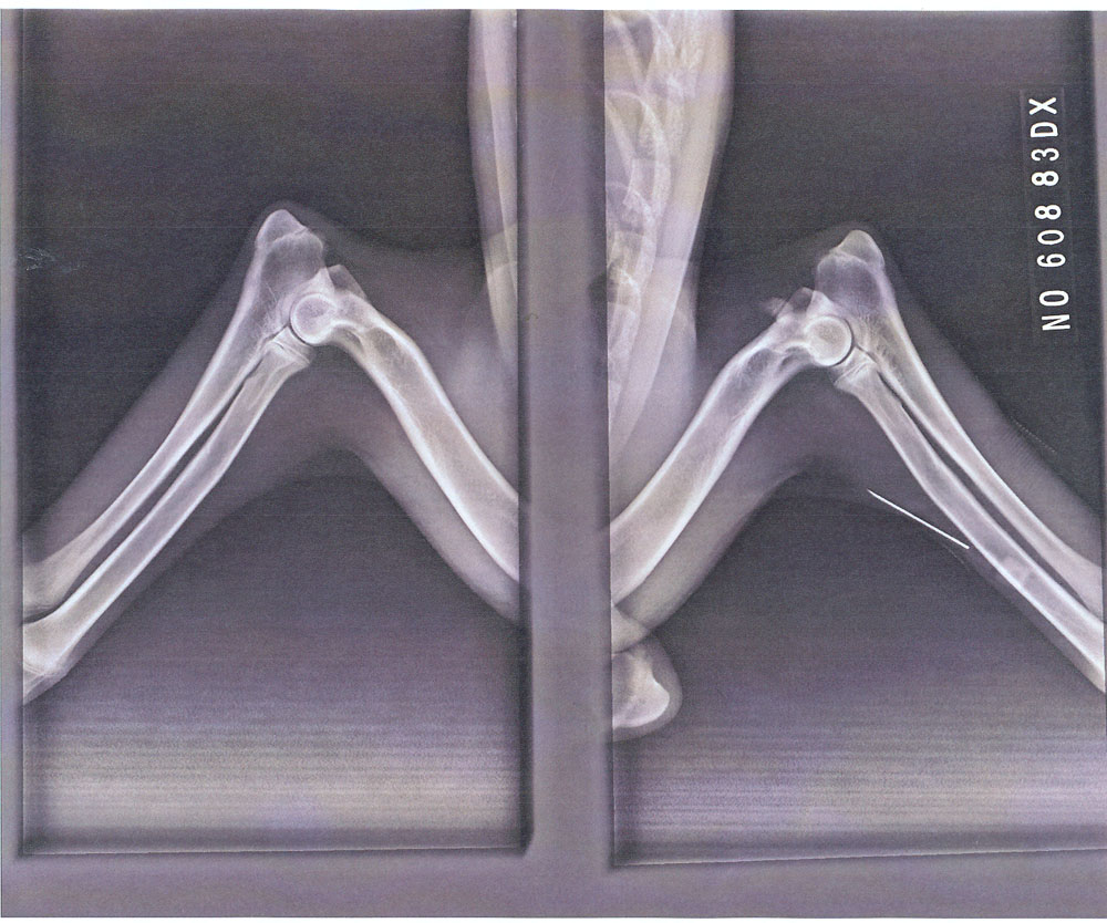 Original image from the archived DAGGI Mapet record