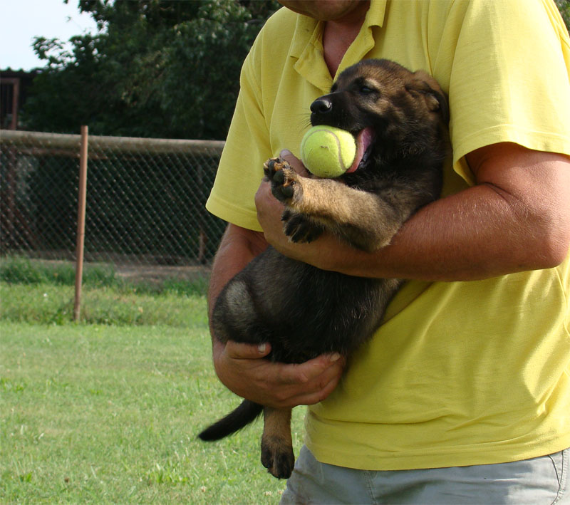 Original image from the archived German Shepherd Puppies - SONY z Vetrneho vrchu record