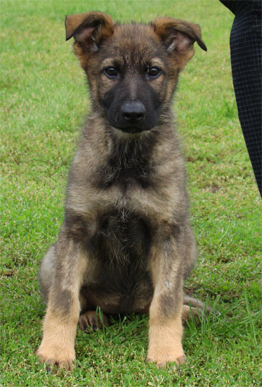 Original image from the archived CARLY Policia Slovakia x Lika z Jirkova dvora litter record