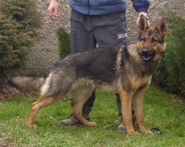Original image from the archived BADY ze Svobodneho dvora x Keisa z Morisvillu litter record