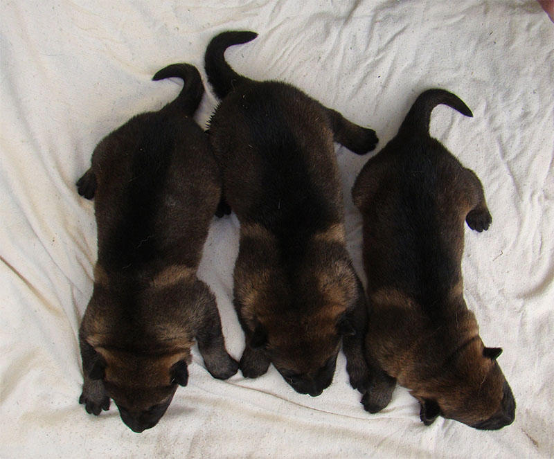 Original image from the archived SHARON Favory Cross x Gina Jipo Me litter record