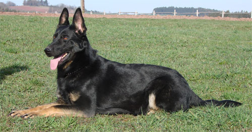 Original image from the archived CHARI z Esagilu x PALOMA od Roubenky litter record