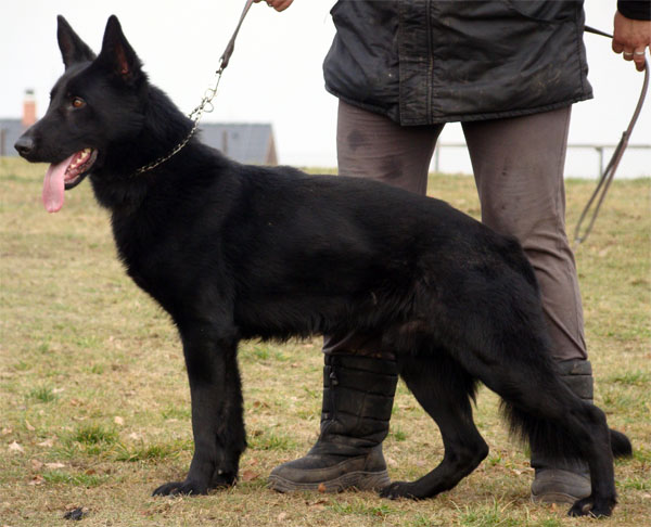 Original image from the archived Alpine K-9 Sold Dogs record