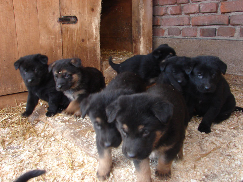Original image from the archived German Shepherd Puppies - Zen z Jirkova dvora x WIKI od Roubenky record
