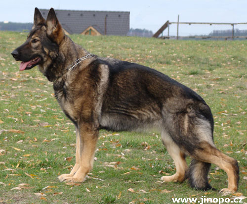 Original image from the archived JAGO Jipo Me x GAMA z Jirkova dvora litter record