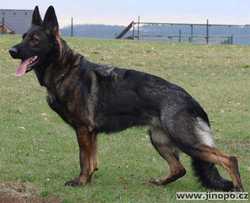 Original image from the archived CHARI z Esagilu x HANACH Jipo Me litter record