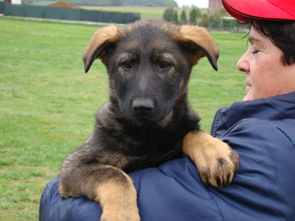 Original image from the archived JAGO Jipo Me x GAMA z Jirkova dvora litter record