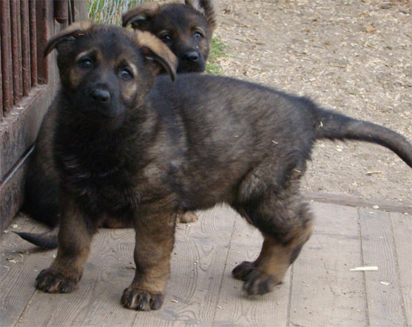 Original image from the archived CHARI z Esagilu x HANACH Jipo Me litter record