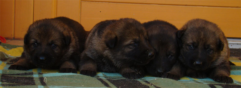 Original image from the archived Kery Kamos Durabo x MASA Jipo Me litter record