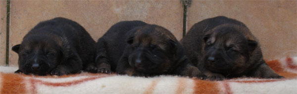 Original image from the archived Zen z Jirkova dvora x Manka z Jirkova dvora litter record