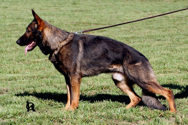 Original image from the archived German Shepherd Puppies - TINA z Berounske basty record