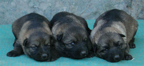 Original image from the archived CHARI z Esagilu x NISSA z Jirkova dvora litter record