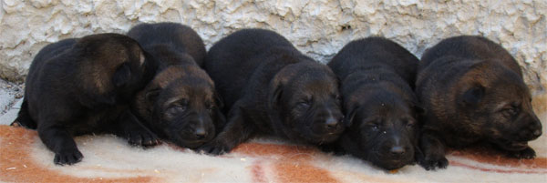 Original image from the archived JAGO Jipo Me x MASA Jipo-Me litter record