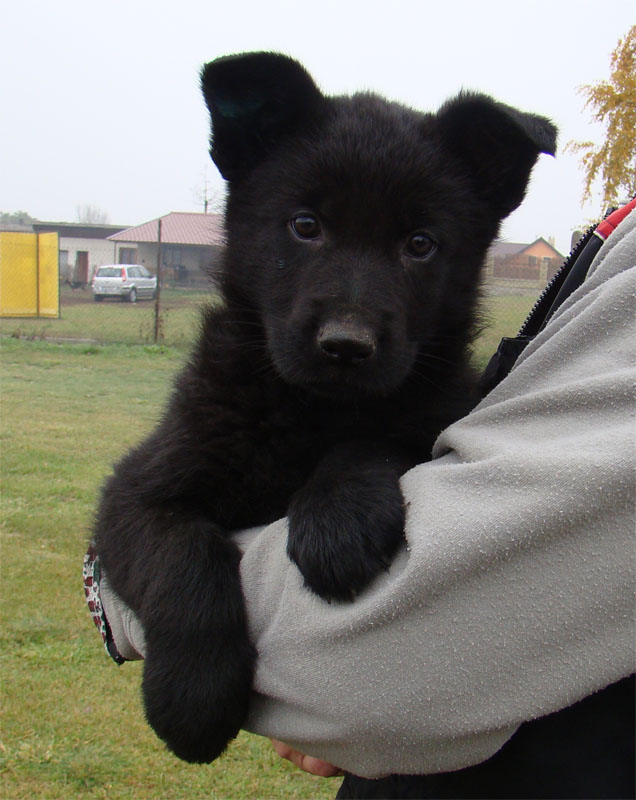 Original image from the archived German Shepherd Puppies - TINA z Berounske basty record