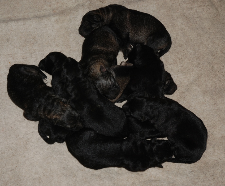 Original image from the archived BADY ze Svobodneho dvora x Kaja Jipo Me litter record