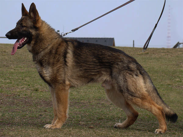 Original image from the archived Alpine K-9 Sold Dogs record
