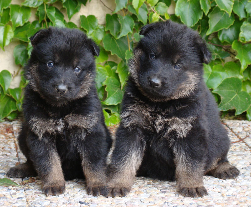 Original image from the archived DASK z Jirkova dvora x CHITA z Jirkova dvora litter record