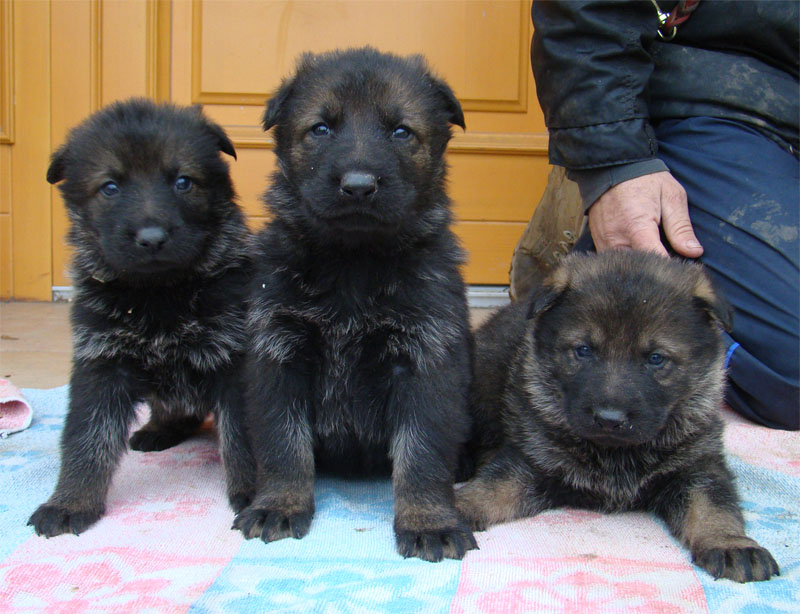 Original image from the archived German Shepherd Puppies -Pardal z Jirkova dvora x CITA z Valskeho udoli record