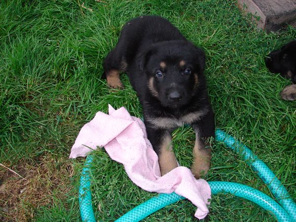 Original image from the archived German Shepherd Puppies - Zen z Jirkova dvora x WIKI od Roubenky - August 2012 record